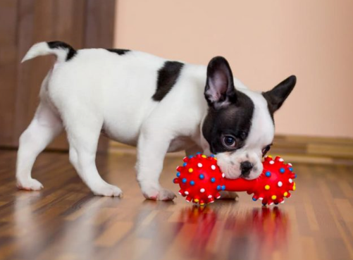 Why Dogs Like Squeaky Toys