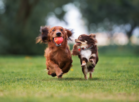 Dog Culture in Europe