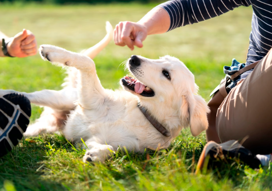 Dogs and Human Happiness