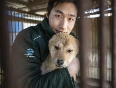 Dog Culture in Korea