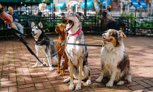 Dog Culture in America