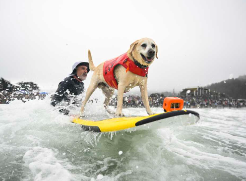 Dog Competitions Around the World