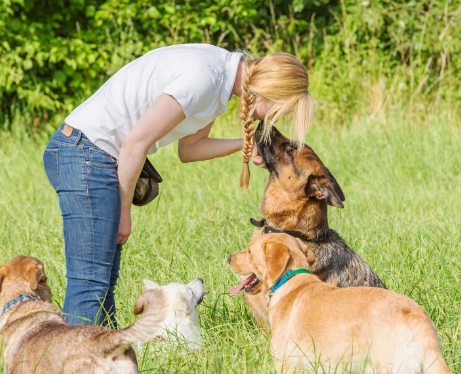 Why Dogs Follow Their Owners