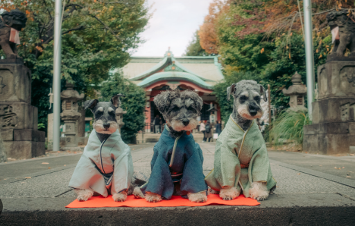 Dog Culture in Japan