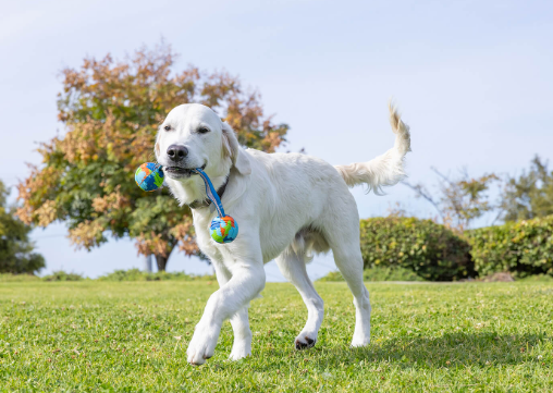 National Dog Day Traditions