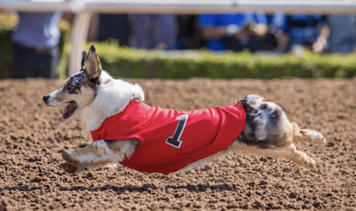 Dog Parades and Events