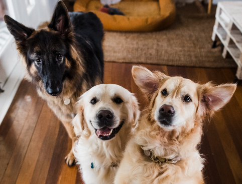 Unique Dog Personalities