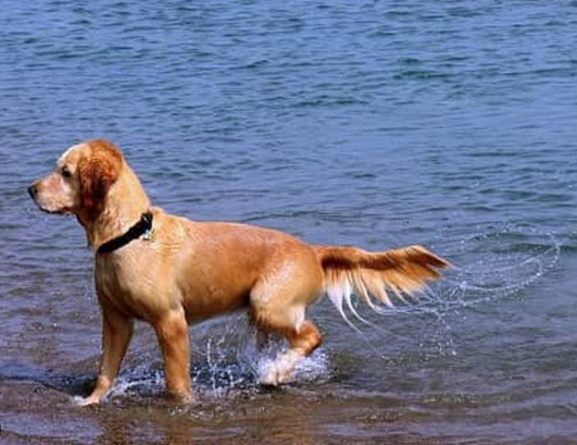 Dog Tail Wagging Meanings