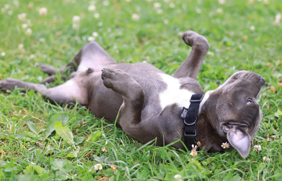 Strange Dog Behaviors Explained