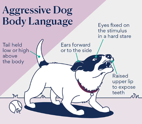Dog Body Language Explained