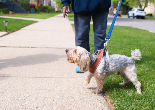 Why Dogs Bark at Strangers