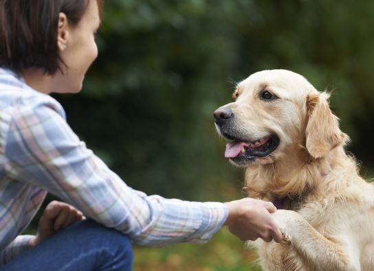 How Dogs Communicate with Humans