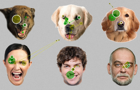 Dogs and Human Emotions