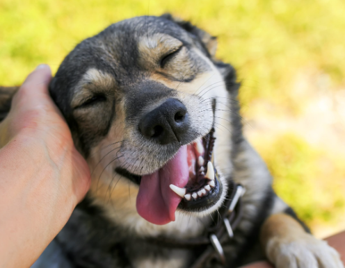 How Dogs Show Happiness