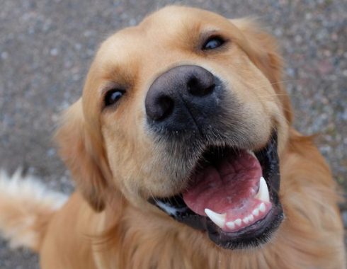 How Dogs Make People Laugh