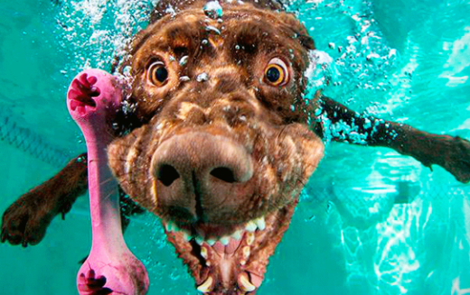 Why Dogs Make Funny Faces