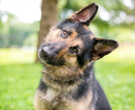 Why Dogs Tilt Their Heads