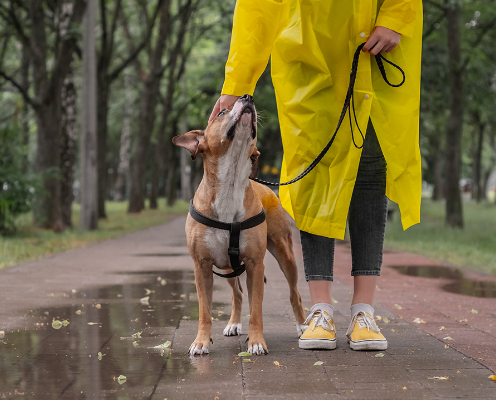 Why Dogs Love Walks