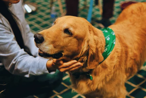 Dogs as Emotional Support Animals