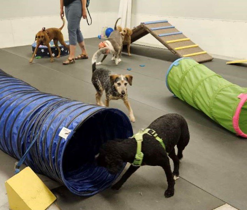 Creative Games for Dogs