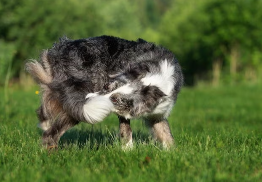 Why Dogs Chase Their Tails