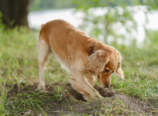 Why Dogs Dig Holes