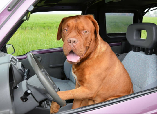 Why Dogs Love Car Rides