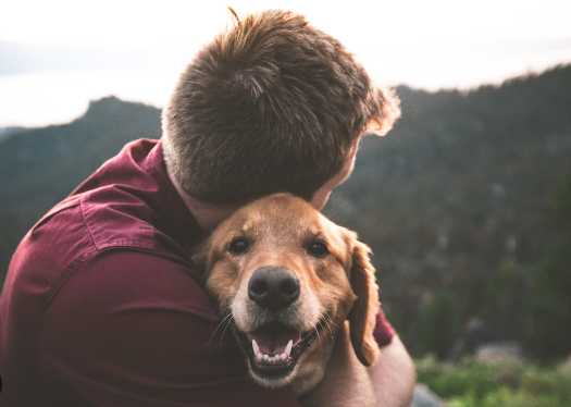 Dogs as Loyal Companions