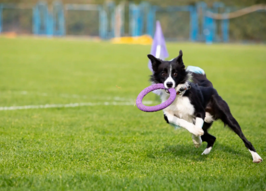 Fun Outdoor Activities for Dogs