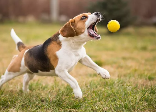Why Dogs Love Playing Fetch