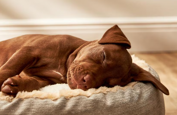 Why Dogs Sleep So Much