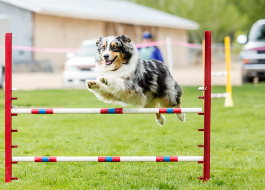 Dog Agility as a Sport