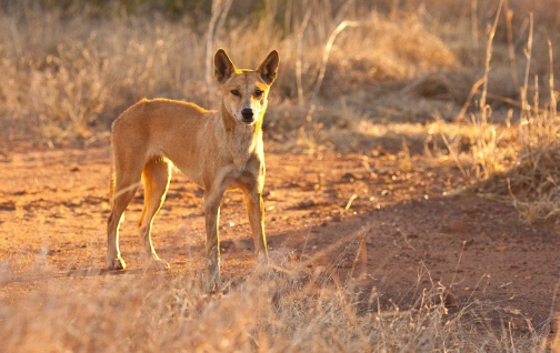 Dog Culture in Australia