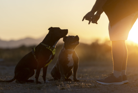 The Cultural Impact of Dogs