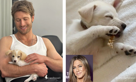 Dogs in Celebrity Life