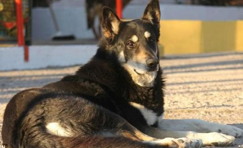 Why Capitán Slept Beside His Owner’s Grave