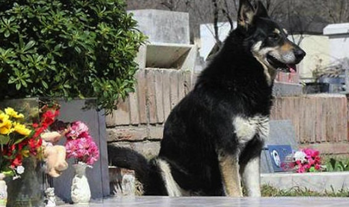 The True Story of Capitán the Loyal Dog