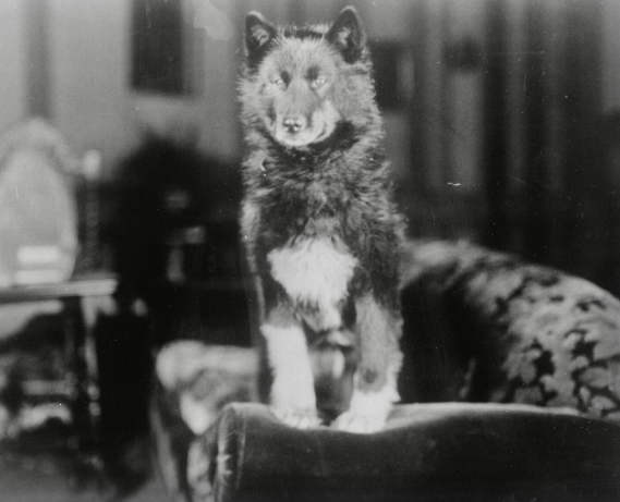 The True Story of Balto and the Serum Run