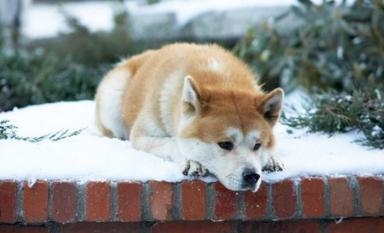 Lessons from Hachiko’s Loyalty