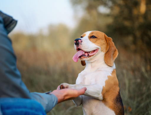 How Dogs Became Human Companions