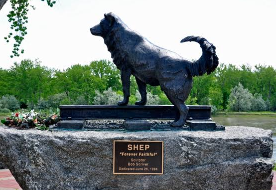 The True Story of Shep the Faithful Dog