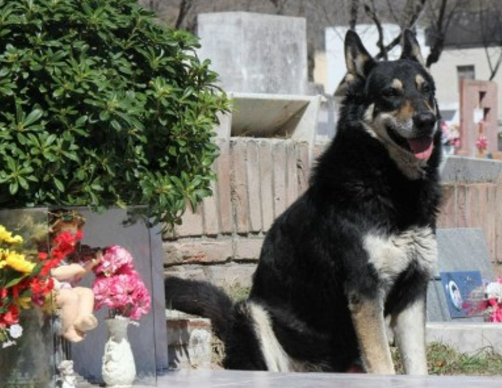 Capitán the Dog Who Guarded His Owner’s Grave