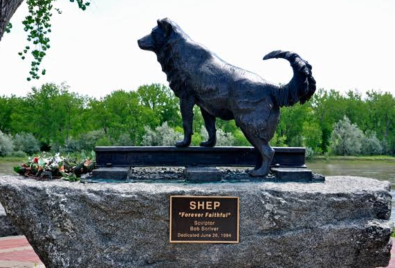 Why Shep Became a Symbol of Dog Loyalty