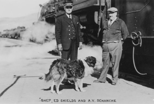Shep and His Owner’s Final Journey