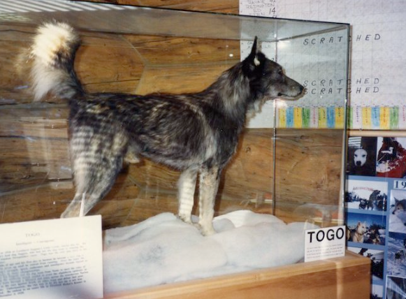 Togo the Sled Dog Hero Story