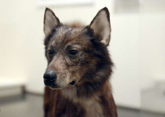 Why Togo Deserves More Recognition Than Balto