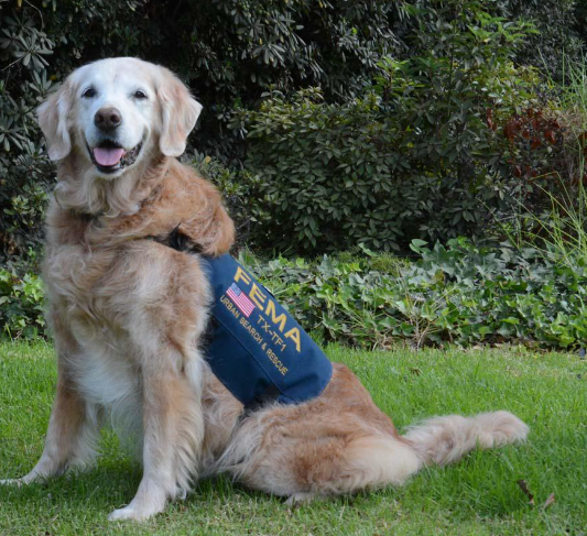 Why Bretagne Became a Beloved Search Dog