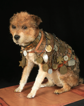 The True Story of Owney the Postal Dog