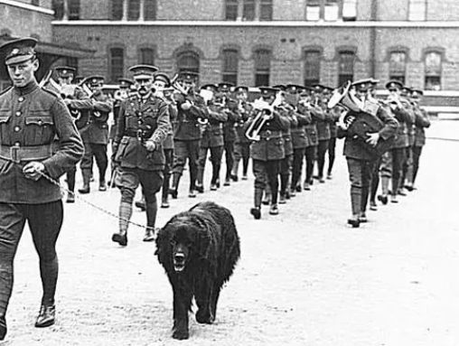 How Gander Saved Soldiers in World War II