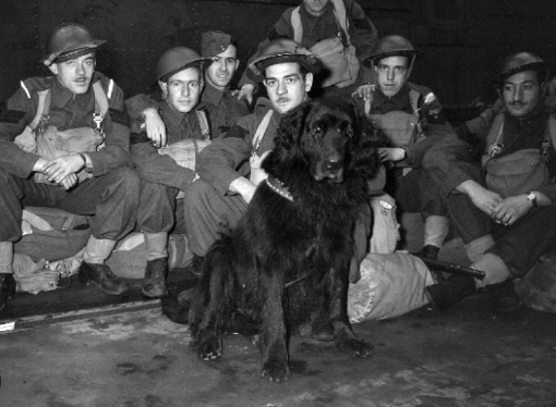 The True Story of Gander the Hero Dog